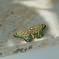Złota broszka Papillon Verde próby 585